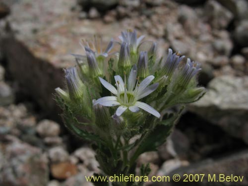 Bild von Malesherbia multiflora (). Klicken Sie, um den Ausschnitt zu vergrössern.