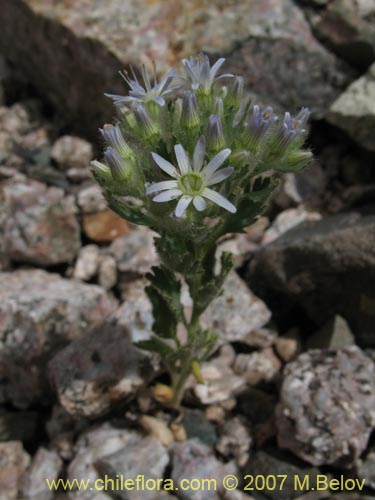 Bild von Malesherbia multiflora (). Klicken Sie, um den Ausschnitt zu vergrössern.