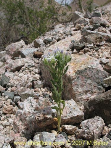 Фотография Malesherbia multiflora (). Щелкните, чтобы увеличить вырез.