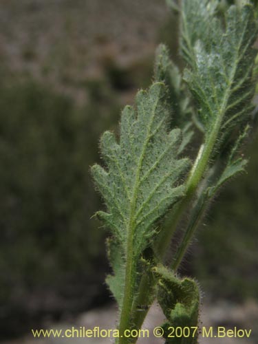 Bild von Malesherbia multiflora (). Klicken Sie, um den Ausschnitt zu vergrössern.