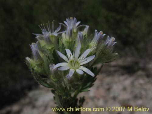 Imágen de Malesherbia multiflora (). Haga un clic para aumentar parte de imágen.