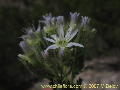 Bild von Malesherbia multiflora (). Klicken Sie, um den Ausschnitt zu vergrössern.