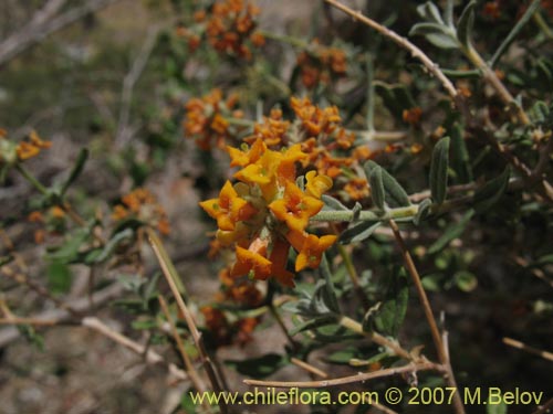 Buddleja suaveolens的照片