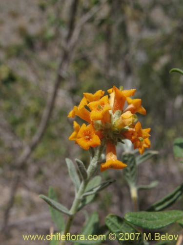 Buddleja suaveolens的照片