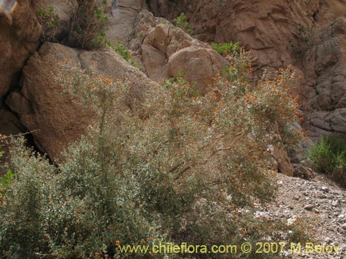 Image of Buddleja suaveolens (). Click to enlarge parts of image.