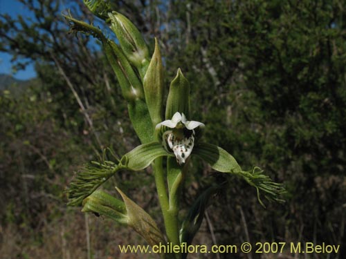 Фотография Bipinnula fimbriata (). Щелкните, чтобы увеличить вырез.