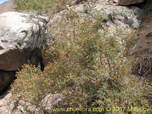 Image of Buddleja suaveolens (). Click to enlarge parts of image.