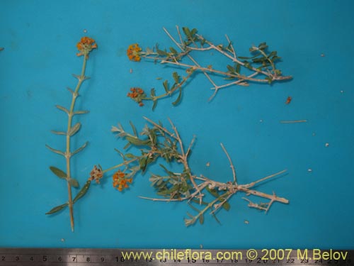 Image of Buddleja suaveolens (). Click to enlarge parts of image.