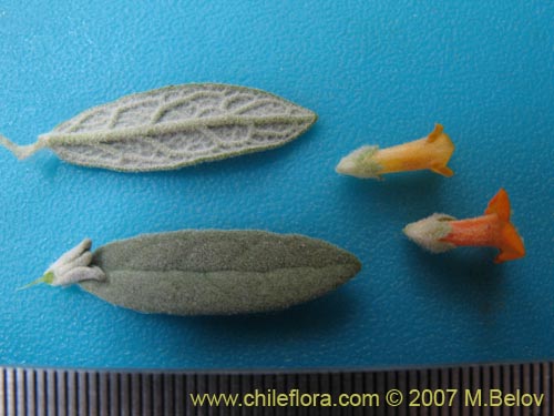 Image of Buddleja suaveolens (). Click to enlarge parts of image.