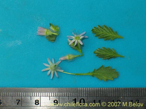 Malesherbia multiflora的照片