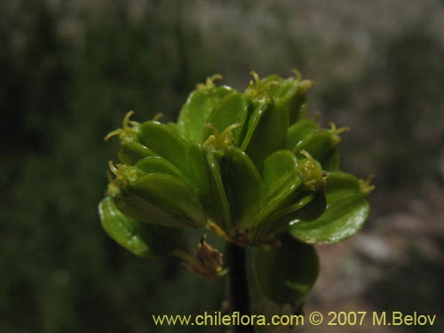 Bild von Gymnophyton robustum (). Klicken Sie, um den Ausschnitt zu vergrössern.