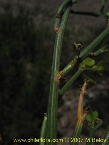 Gymnophyton robustum的照片