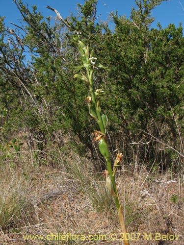 Bipinnula fimbriata的照片