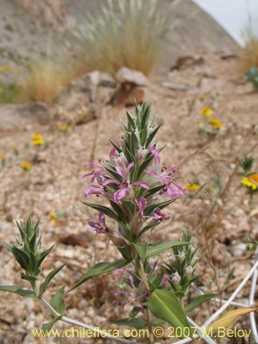 Image of Pleurophora pungens (Lengua de gallina). Click to enlarge parts of image.