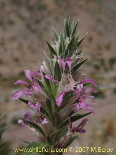 Image of Pleurophora pungens (Lengua de gallina). Click to enlarge parts of image.