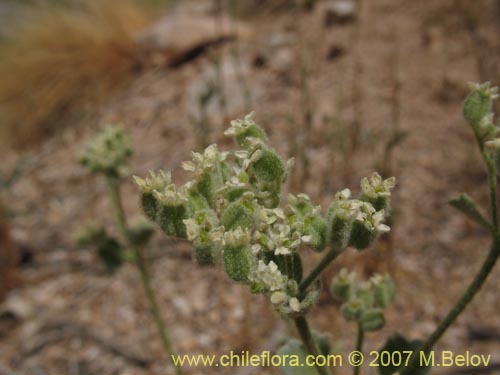 Imágen de Homalocarpus sp.  #1930 (). Haga un clic para aumentar parte de imágen.