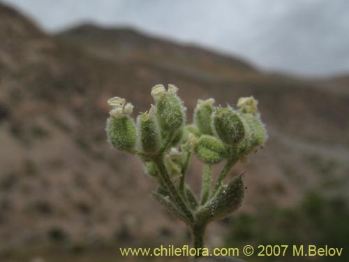 Imágen de Homalocarpus sp.  #1930 (). Haga un clic para aumentar parte de imágen.