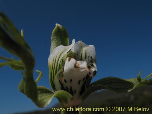 Bipinnula fimbriata的照片