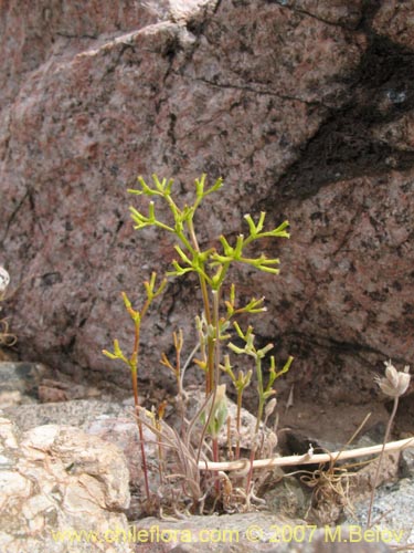 Imágen de Planta no identificada sp. #1758 (). Haga un clic para aumentar parte de imágen.