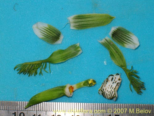 Image of Bipinnula fimbriata (). Click to enlarge parts of image.