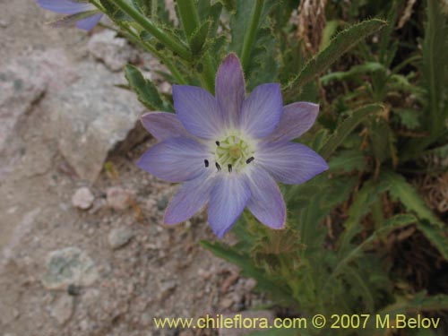 Imágen de Malesherbia paniculata (). Haga un clic para aumentar parte de imágen.