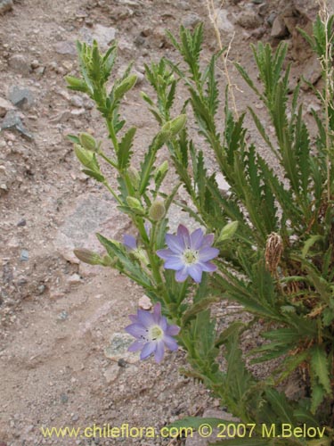 Image of Malesherbia paniculata (). Click to enlarge parts of image.