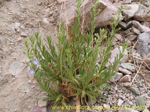 Image of Malesherbia paniculata (). Click to enlarge parts of image.