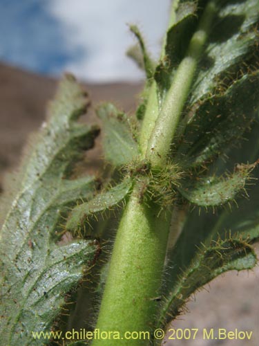 Imágen de Malesherbia paniculata (). Haga un clic para aumentar parte de imágen.