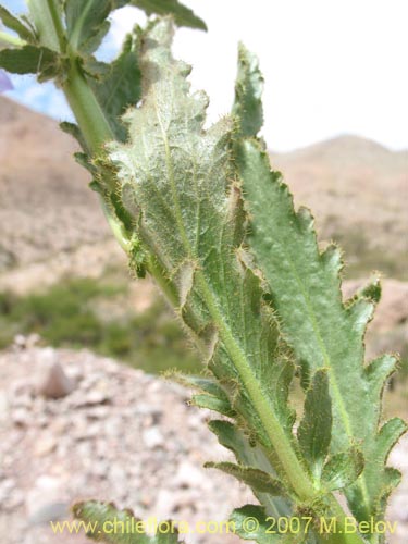 Image of Malesherbia paniculata (). Click to enlarge parts of image.