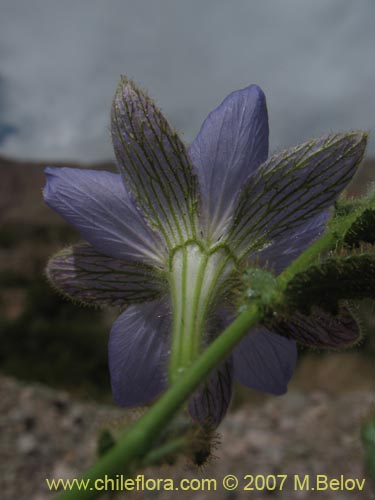 Фотография Malesherbia paniculata (). Щелкните, чтобы увеличить вырез.