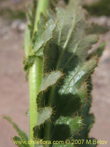 Фотография Malesherbia paniculata (). Щелкните, чтобы увеличить вырез.