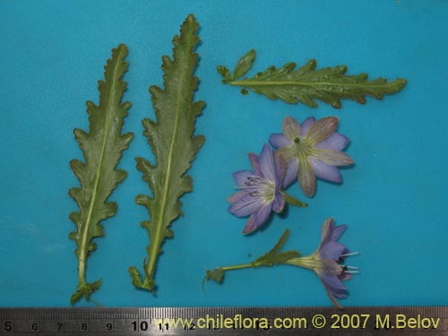 Фотография Malesherbia paniculata (). Щелкните, чтобы увеличить вырез.