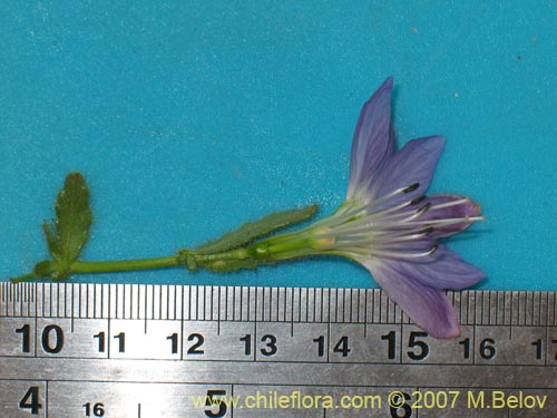 Image of Malesherbia paniculata (). Click to enlarge parts of image.
