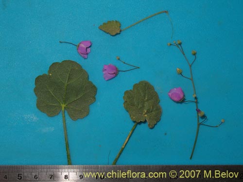 Image of Cristaria cordatorotundifolia (). Click to enlarge parts of image.