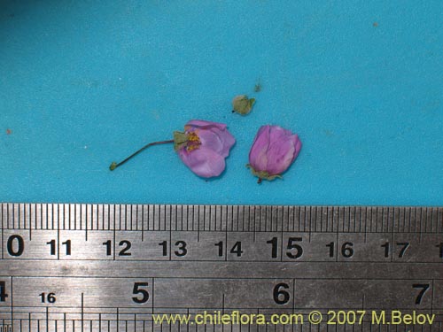 Image of Cristaria cordatorotundifolia (). Click to enlarge parts of image.