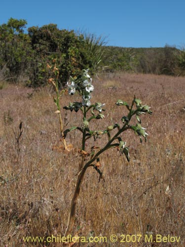 Imágen de Chloraea galeata (). Haga un clic para aumentar parte de imágen.