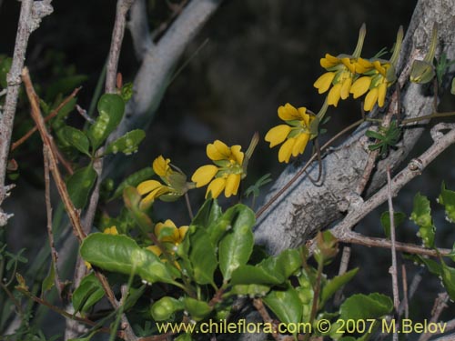 Bild von Tropaeolum leptophyllum (). Klicken Sie, um den Ausschnitt zu vergrössern.