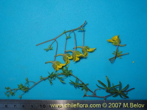 Imágen de Tropaeolum leptophyllum (). Haga un clic para aumentar parte de imágen.