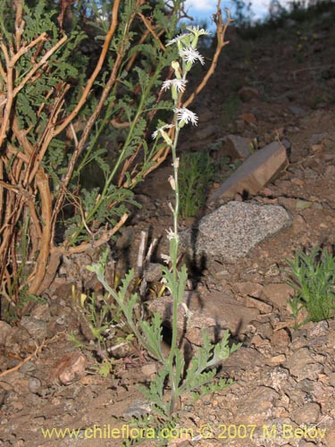 Image of Schizopetalon rupestre (). Click to enlarge parts of image.