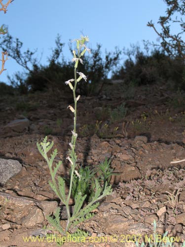 Image of Schizopetalon rupestre (). Click to enlarge parts of image.