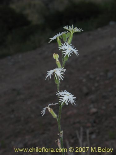 Bild von Schizopetalon rupestre (). Klicken Sie, um den Ausschnitt zu vergrössern.