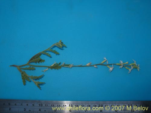 Image of Schizopetalon rupestre (). Click to enlarge parts of image.