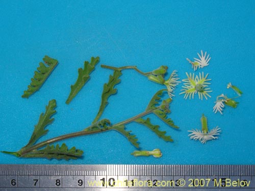 Image of Schizopetalon rupestre (). Click to enlarge parts of image.