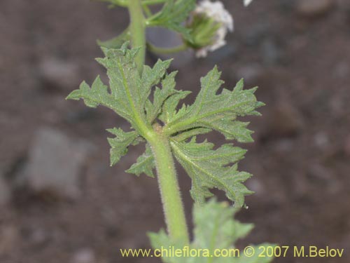 Glandularia origenesの写真