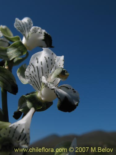 Bild von Chloraea galeata (). Klicken Sie, um den Ausschnitt zu vergrössern.