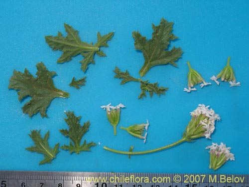 Image of Glandularia origenes (). Click to enlarge parts of image.