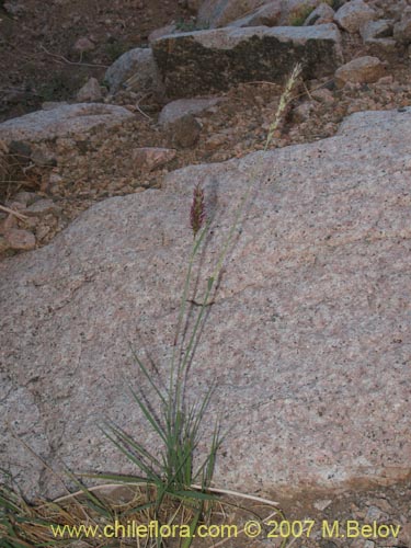 Imágen de Planta no identificada sp. #1777 (). Haga un clic para aumentar parte de imágen.