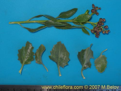 Image of Baccharis sp. #1692 (). Click to enlarge parts of image.