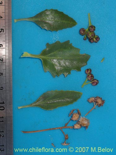 Image of Baccharis sp. #1692 (). Click to enlarge parts of image.