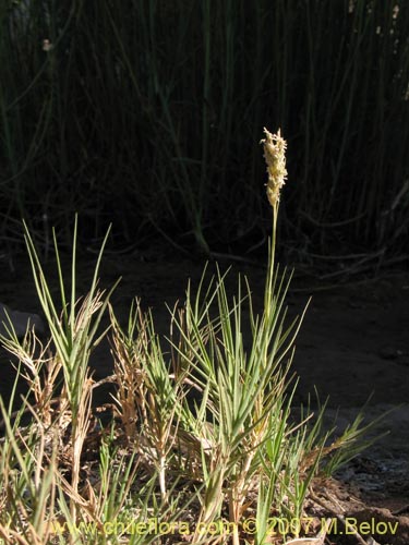 Poaceae sp. #1693の写真